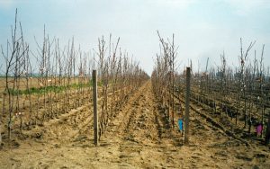 transplanteuse de porte-greffes