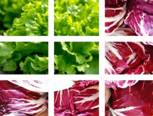 Machines agricoles pour la culture du radicchio | Oliver Agro